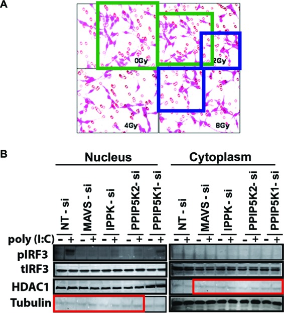 Examples of duplicated image regions shifted or repositioned between biomedical figure panels